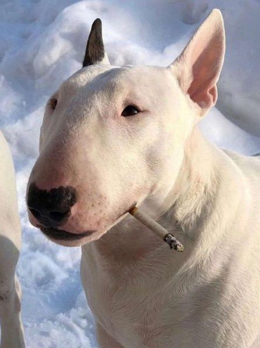 English Bull Terrier Dog | Diamond Painting