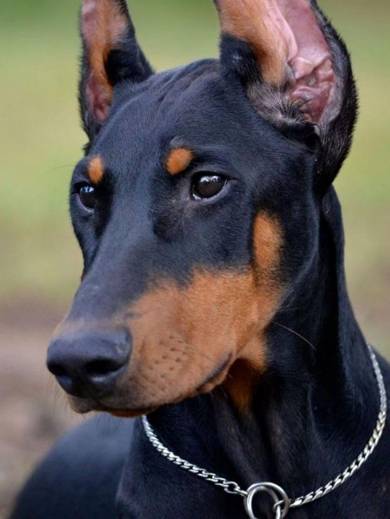 Dog Doberman | Diamond Painting