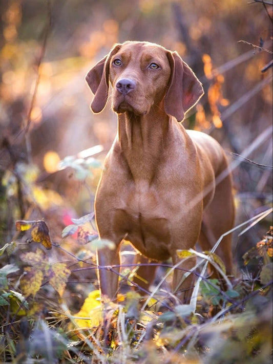 Vizsla Dog | Diamond Painting