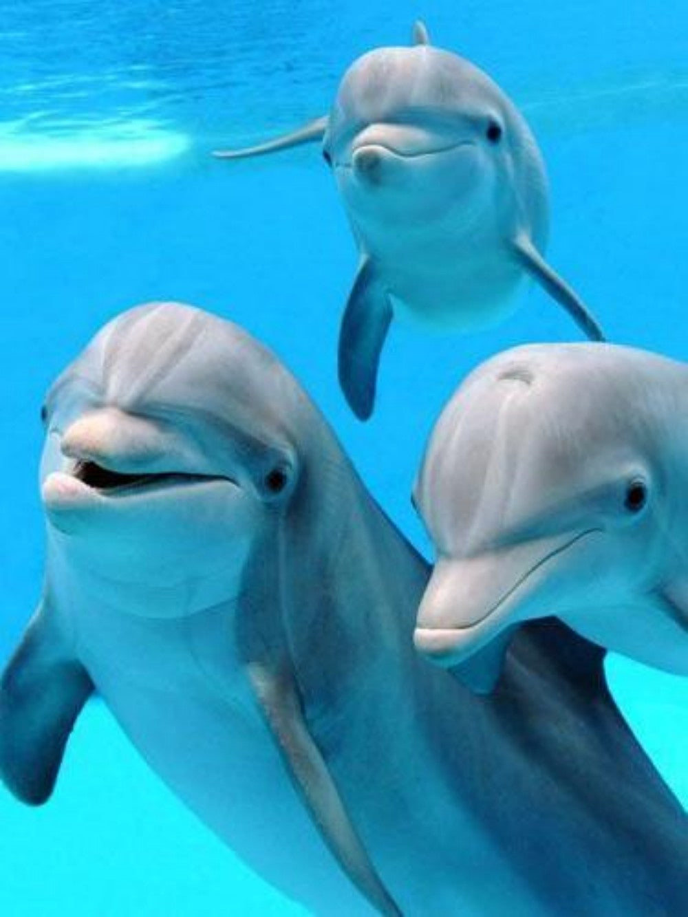 Dolphin | Diamond Painting