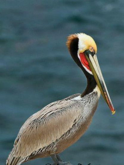 Pelican | Diamond Painting