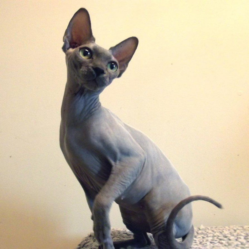 Sphynx Cat  | Diamond Painting