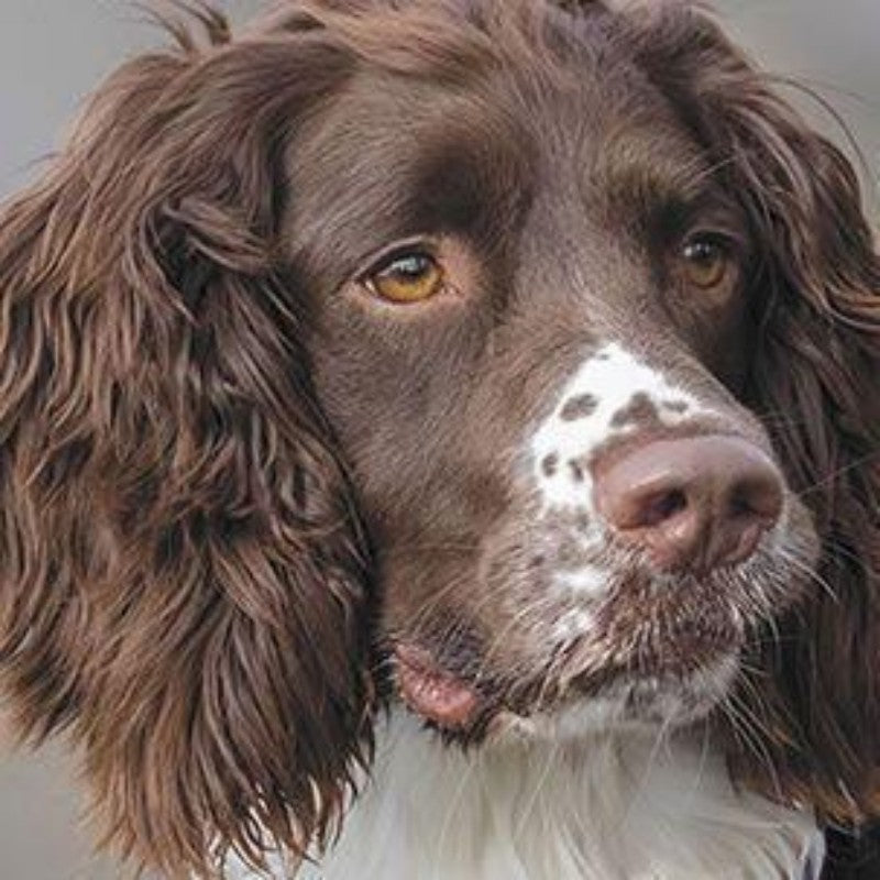 English Springer Spaniel Dog | Diamond Painting