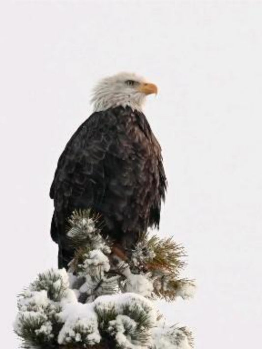 Eagle | Diamond Painting