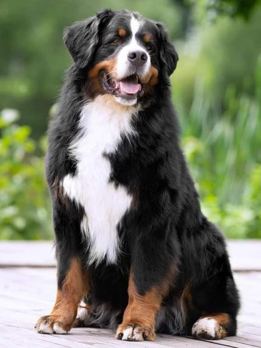 Bernese Mountain Dog | Diamond Painting