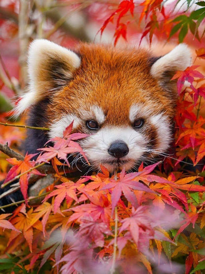 Red Panda | Diamond Painting