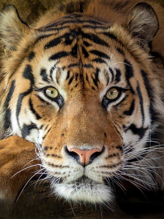 Bengal Tiger | Diamond Painting
