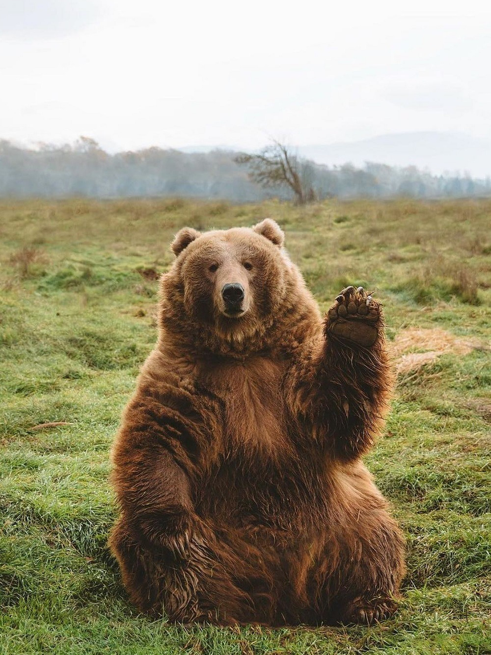 Brown Bear | Diamond Painting