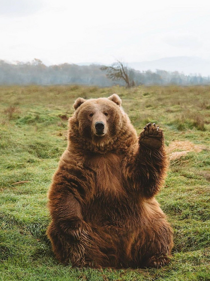 Brown Bear | Diamond Painting