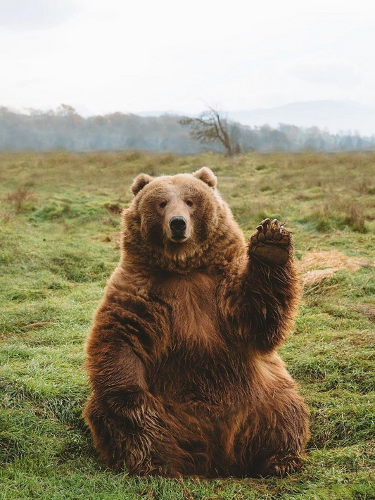 Brown Bear | Diamond Painting