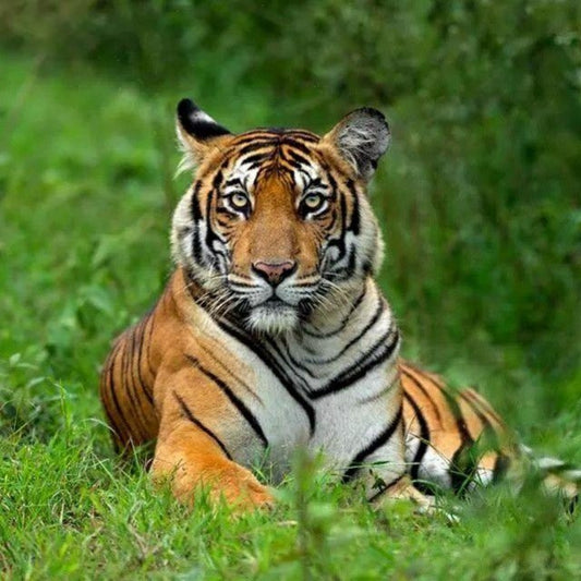 Bengal Tiger | Diamond Painting