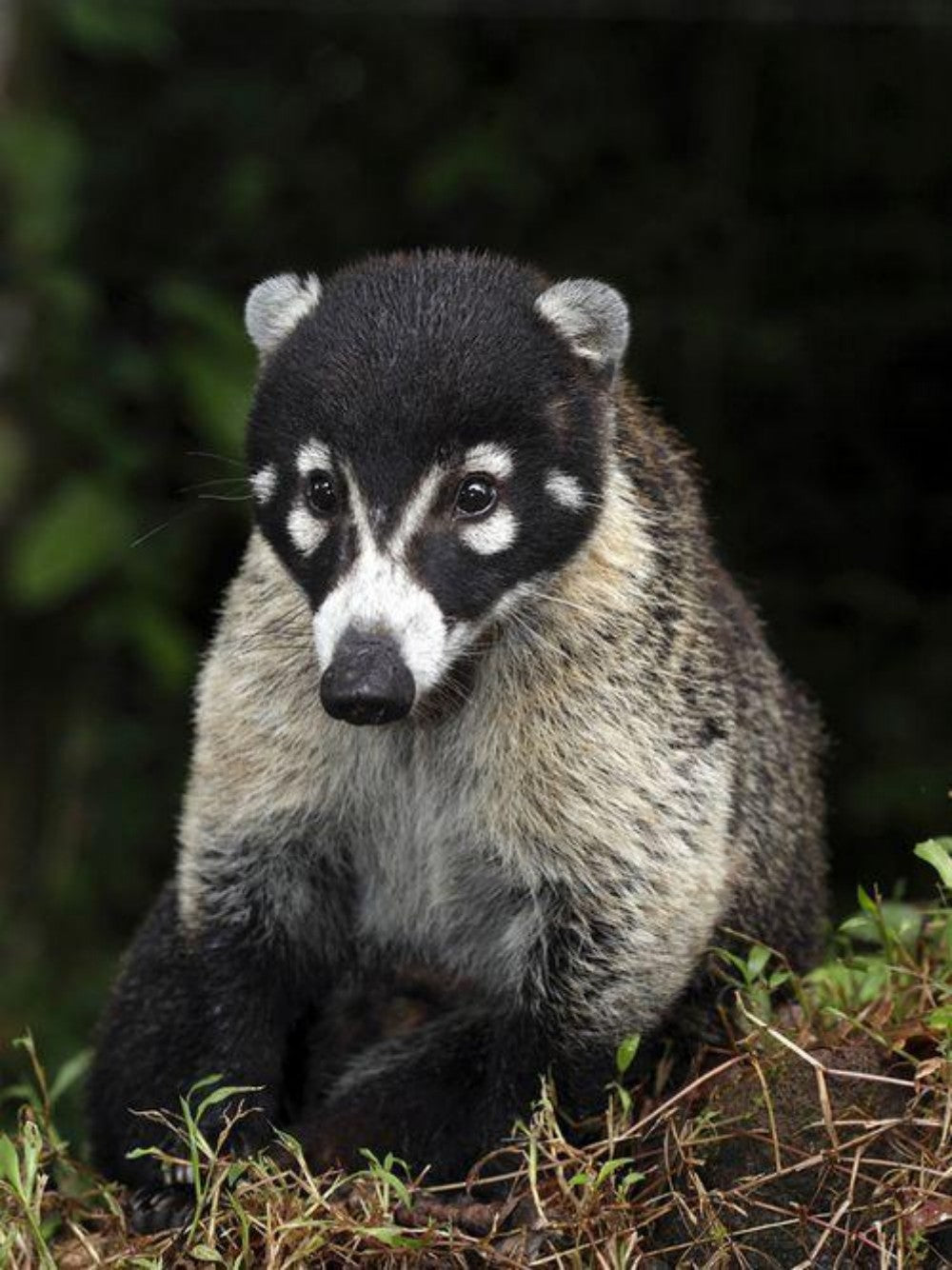 Badger | Diamond Painting