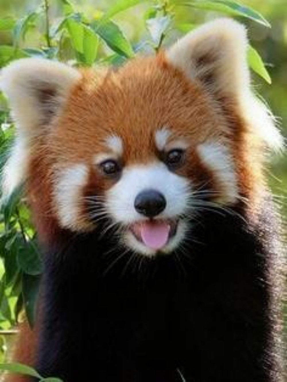 Red Panda | Diamond Painting