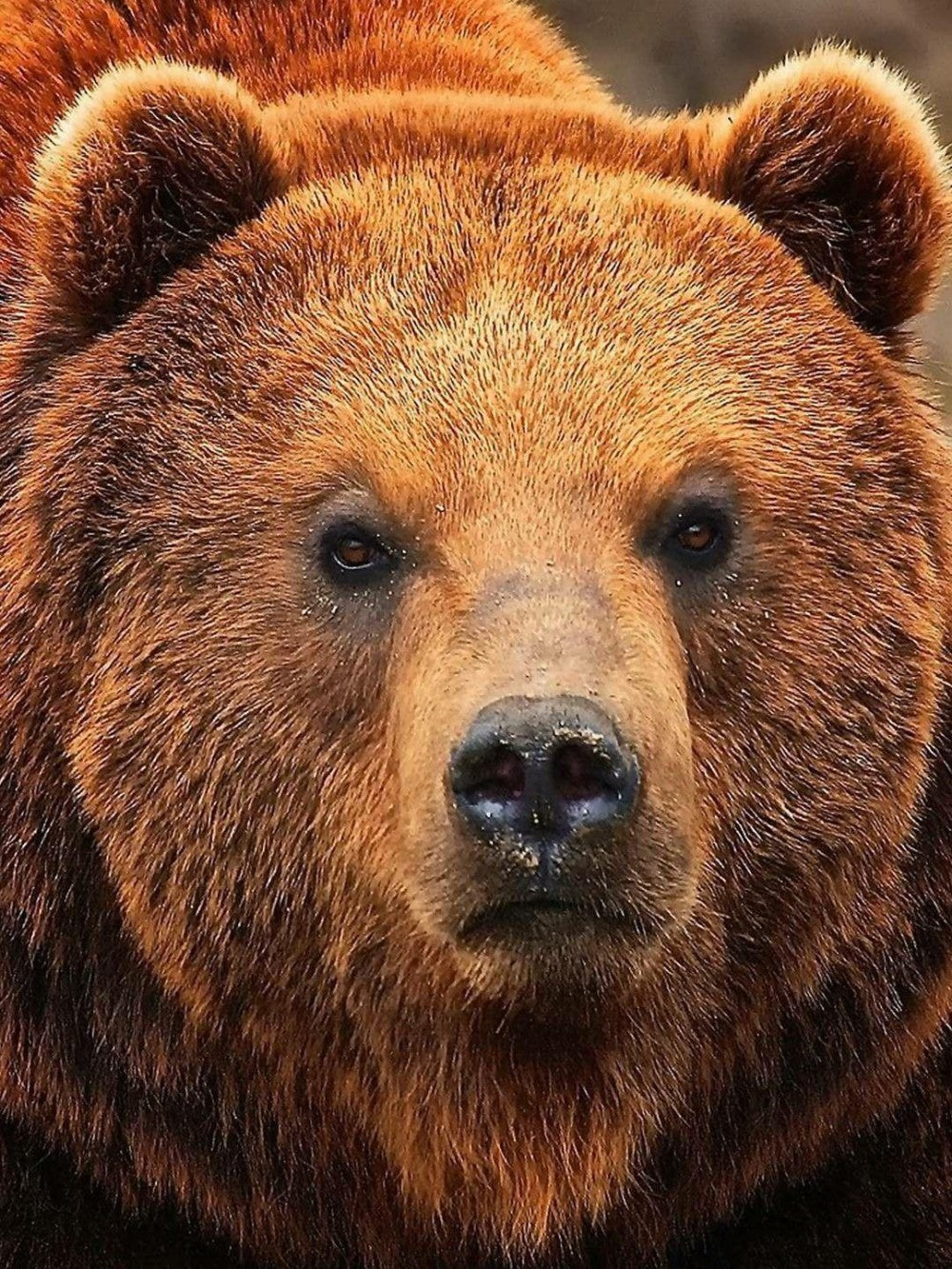 Brown Bear | Diamond Painting