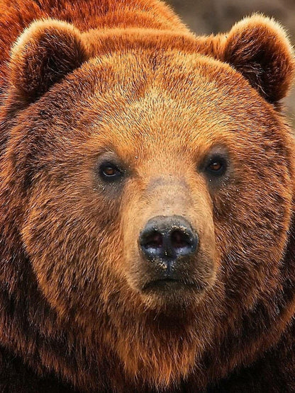 Brown Bear | Diamond Painting