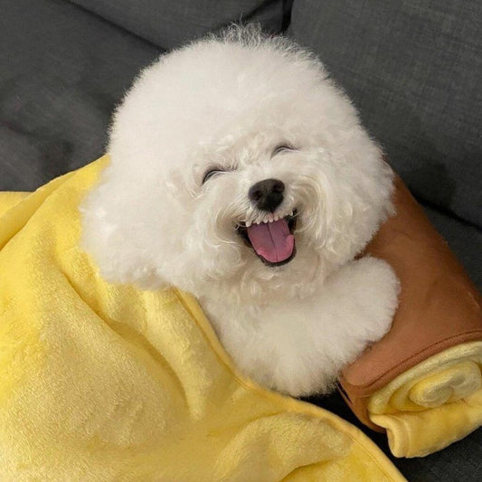 Dog Bichon Frise | Diamond Painting