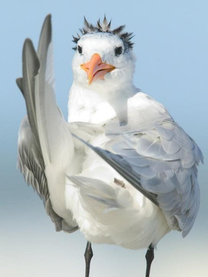 Gull | Diamond Painting