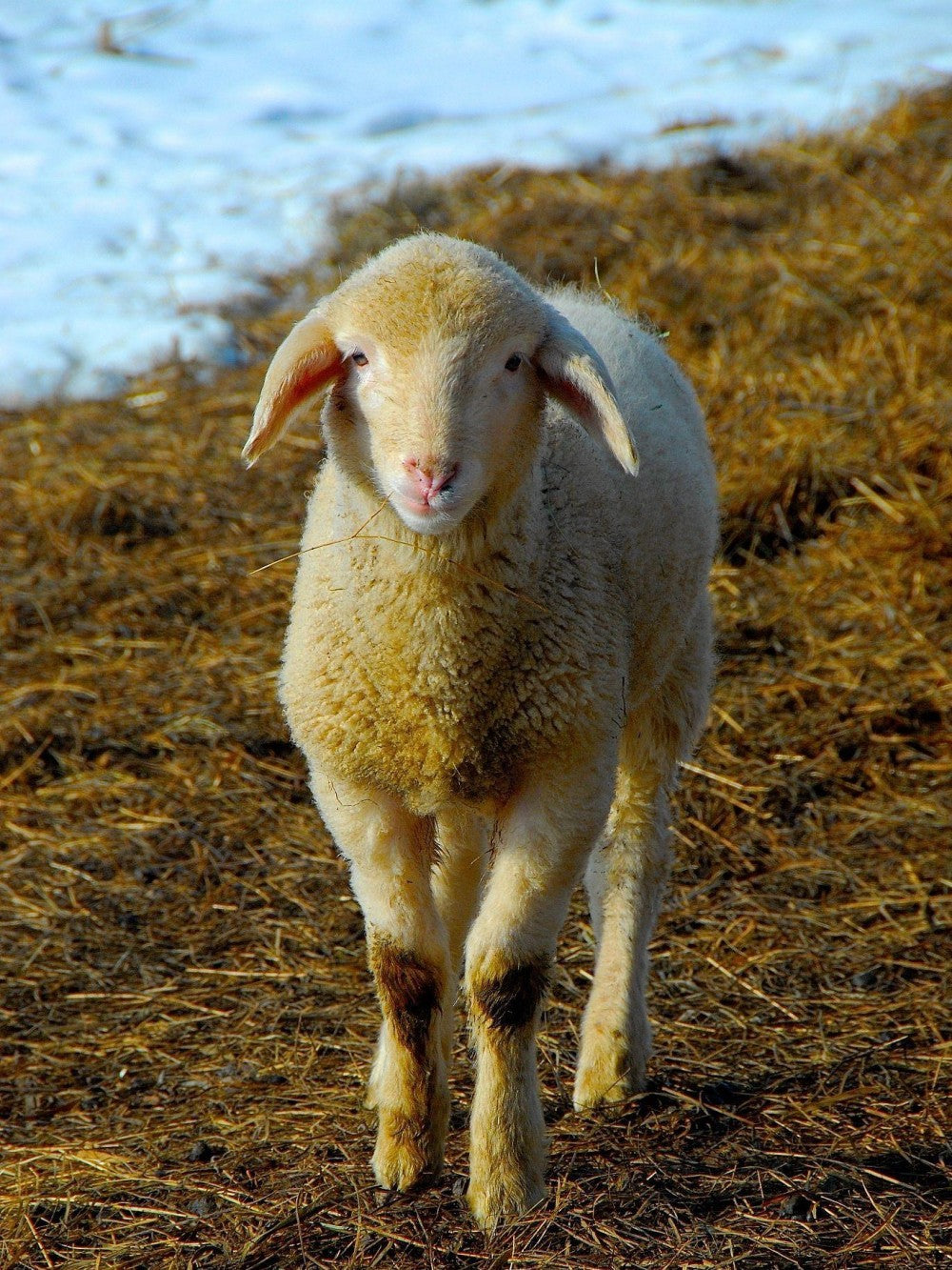 Sheep | Diamond Painting