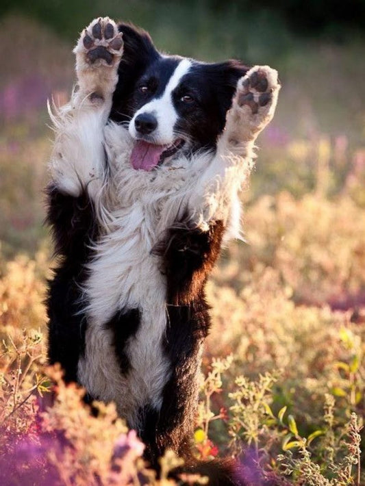 Dog Border Collie | Diamond Painting