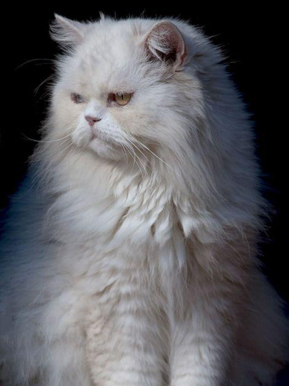 Persian Cat | Diamond Painting