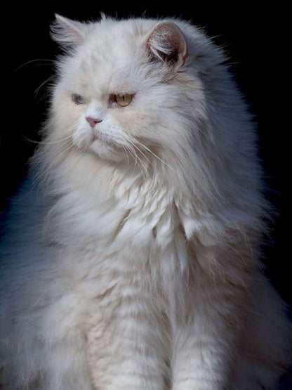 Persian Cat | Diamond Painting