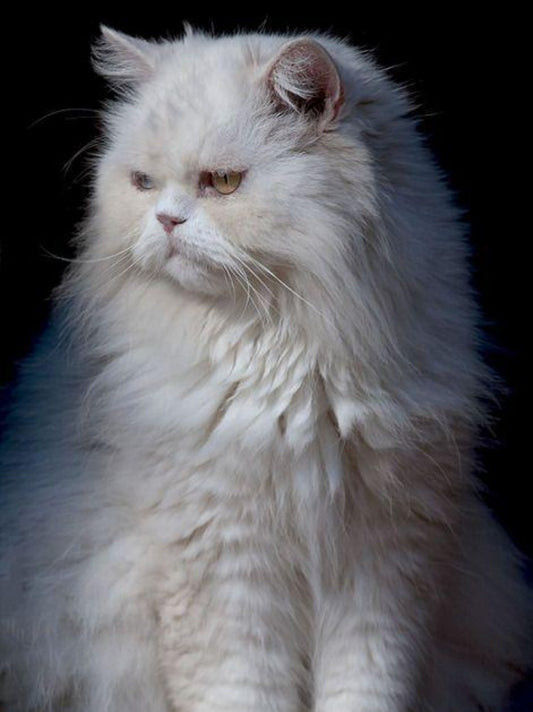 Persian Cat | Diamond Painting
