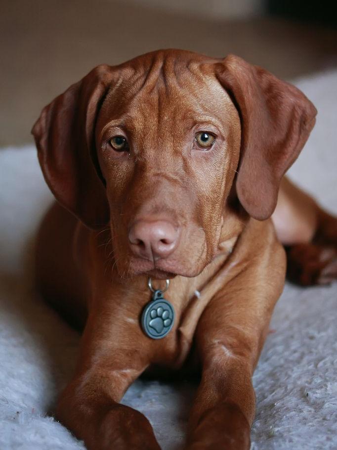 Vizsla Dog | Diamond Painting