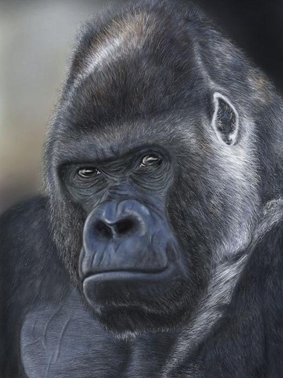 Gorilla | Diamond Painting