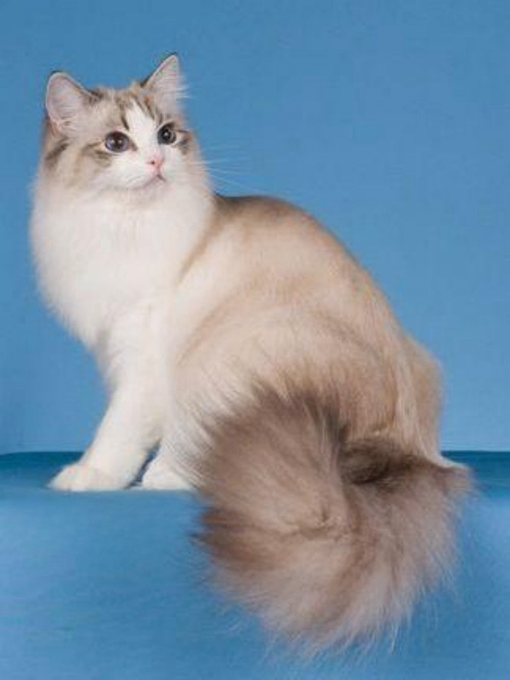 Ragdoll Cat | Diamond Painting
