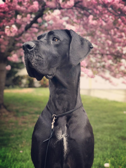 Dog Great Dane | Diamond Painting