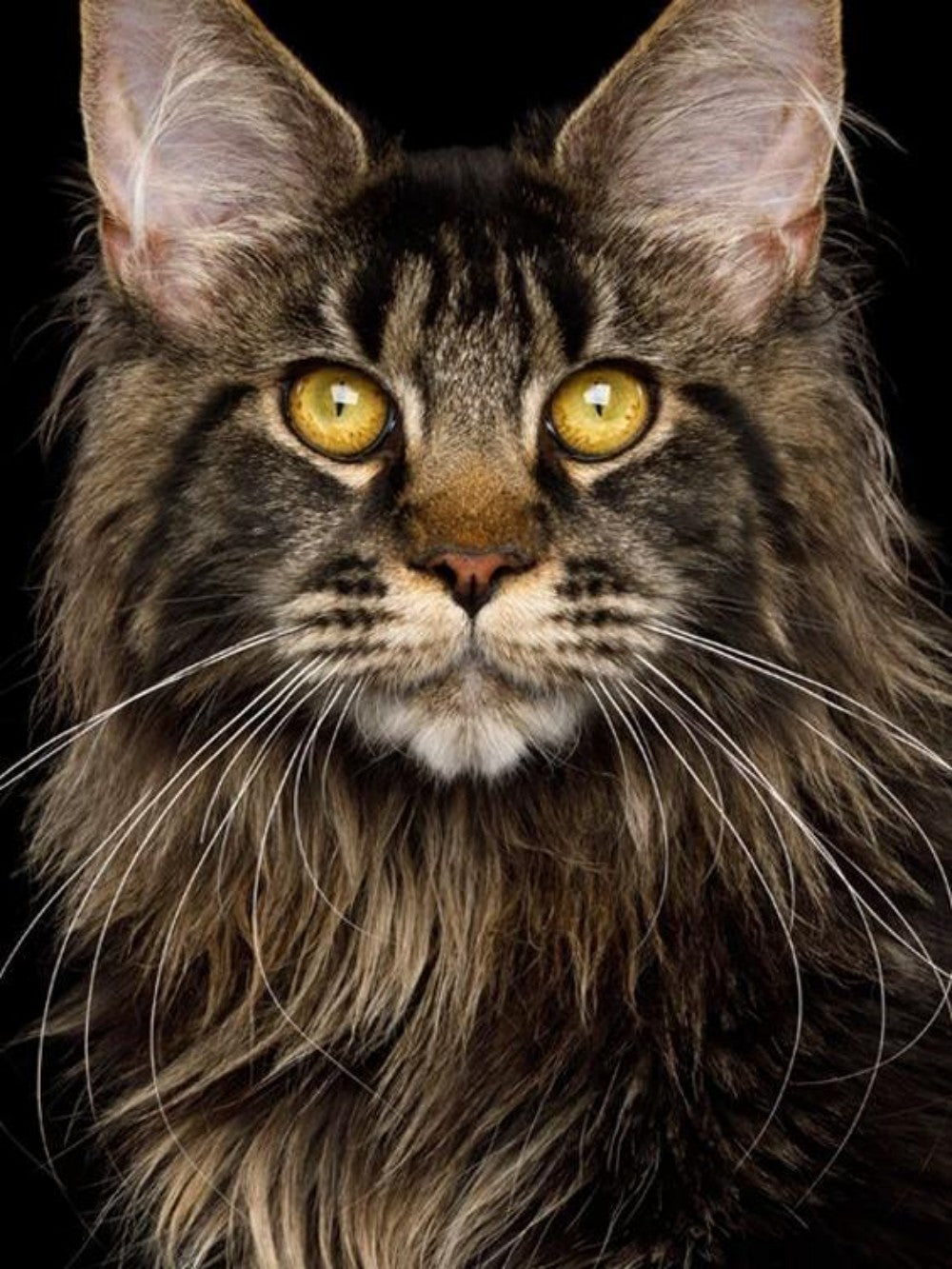 Maine Coon | Diamond Painting