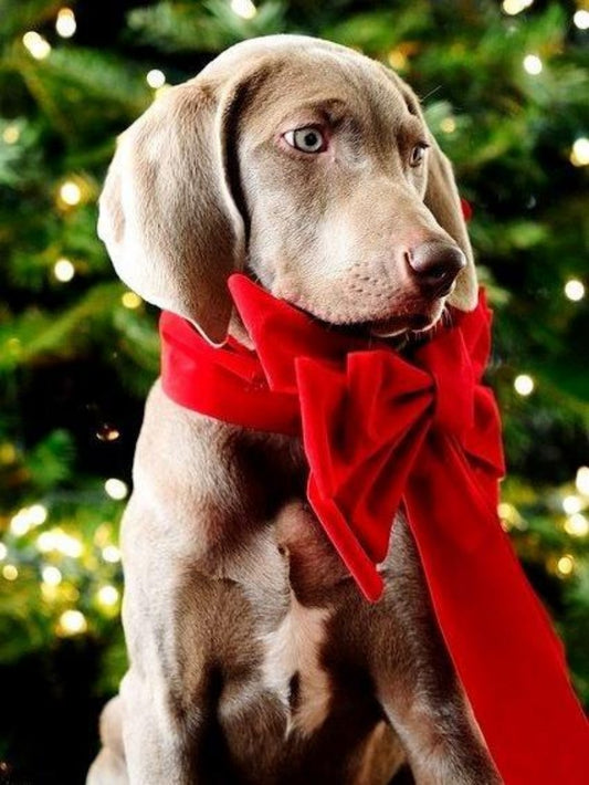 Weimaraner Dog | Diamond Painting