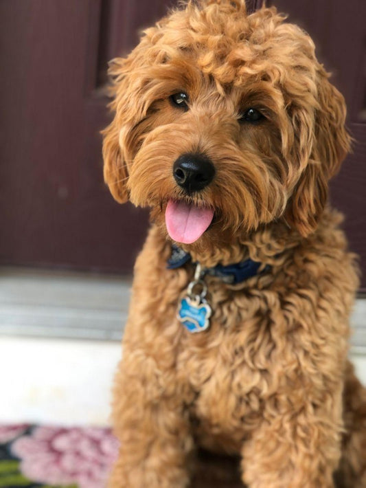 Labradoodle Dog | Diamond Painting