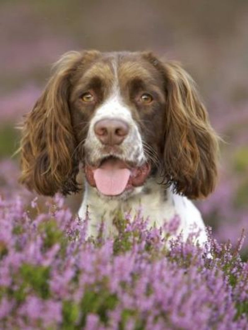 English Springer Spaniel Dog | Diamond Painting