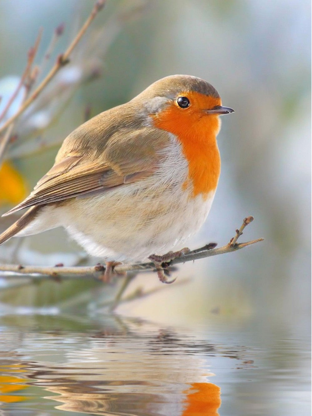 Robin Bird | Diamond Painting