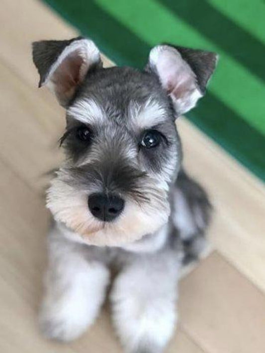 Dog Schnauzer | Diamond Painting