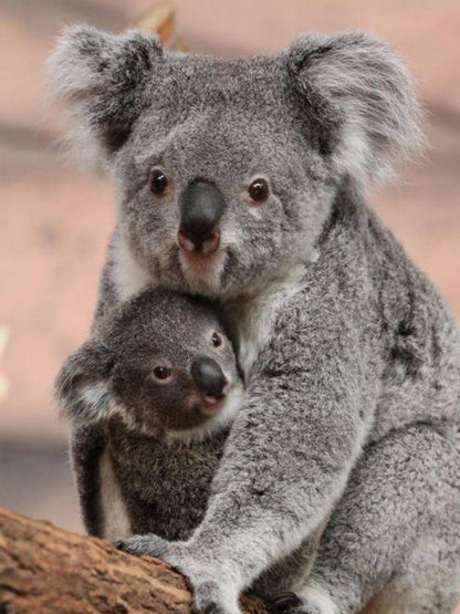 Koala | Diamond Painting