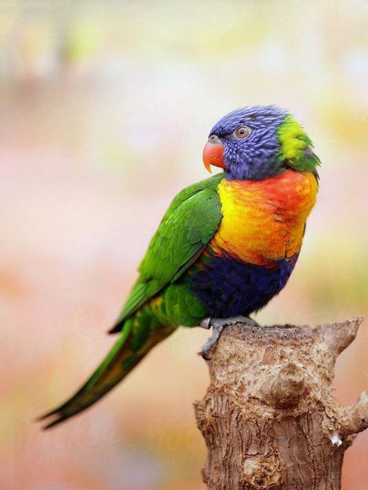 Rainbow Parrots | Diamond Painting