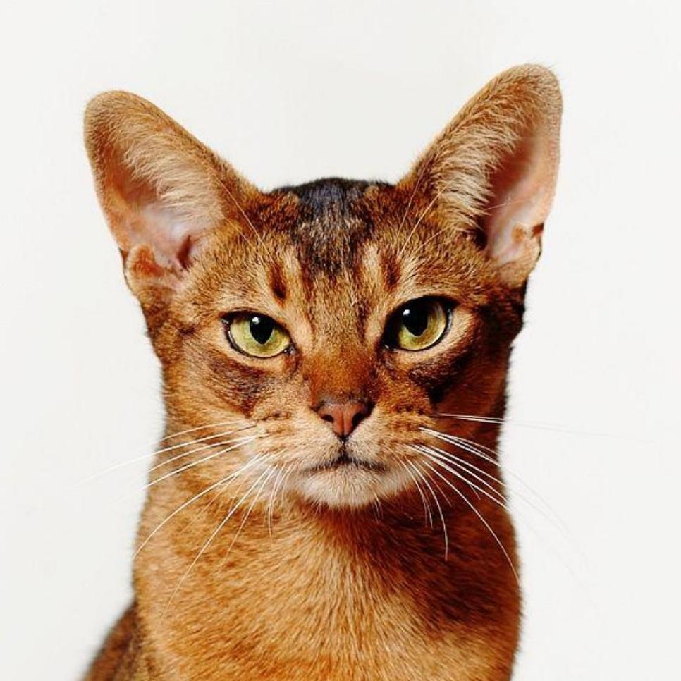 Abyssinian Cat | Diamond Painting