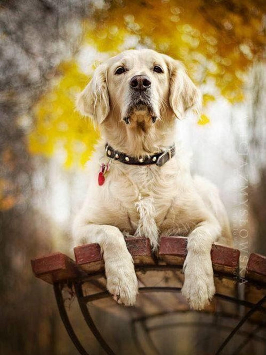 Yellow Labrador Dog | Diamond Painting