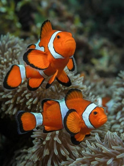 Clown Fish | Diamond Painting