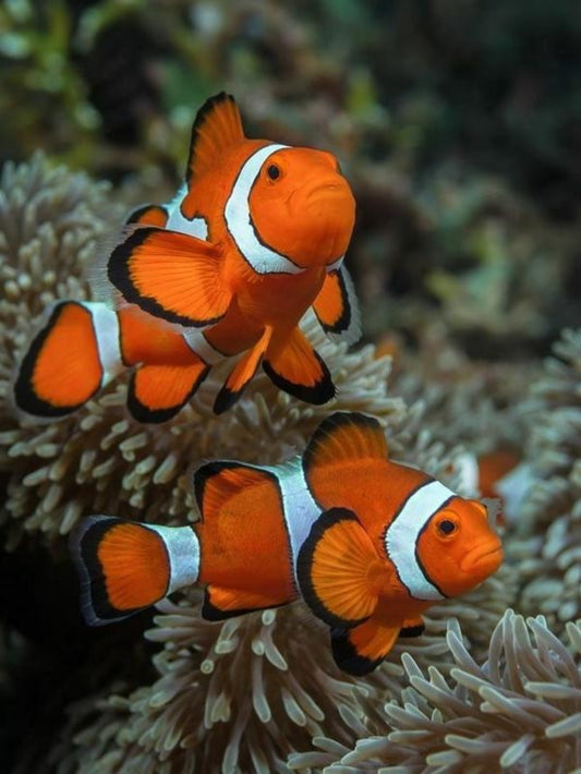 Clown Fish | Diamond Painting