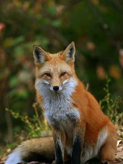 Fox | Diamond Painting