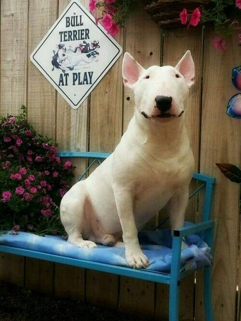 English Bull Terrier Dog | Diamond Painting