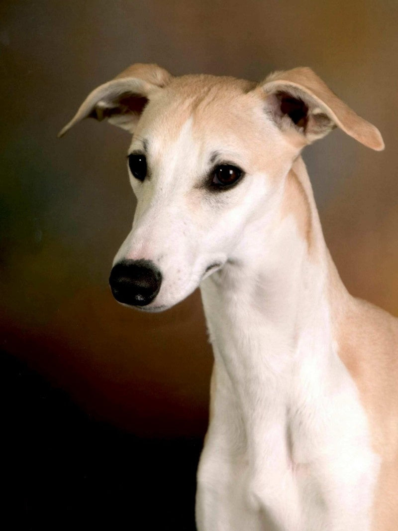 Whippet Dog | Diamond Painting