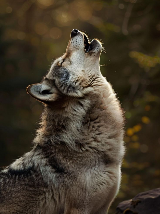 Wolf | Diamond Painting