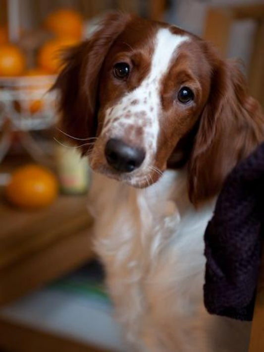 Brittany Spaniel Dog | Diamond Painting