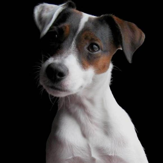 Dog Jack Russell | Diamond Painting