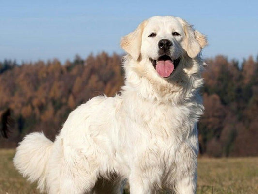 Great Pyrenees Dog | Diamond Painting