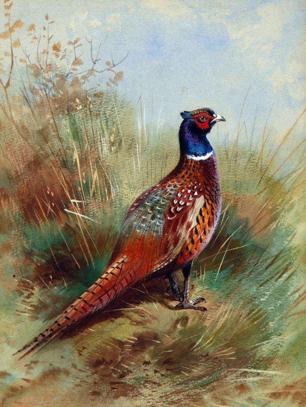 Pheasant | Diamond Painting